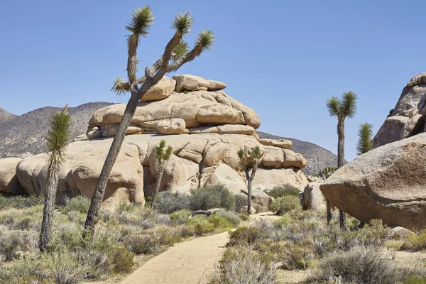Scenic trail in the Joshua Tree National Park, USA. — Stock Photo, Image