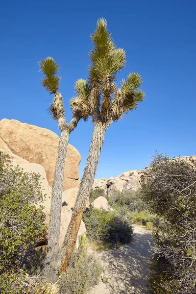 Yucca brevifolia in the Joshua Tree National Park, USA. — 스톡 사진
