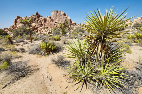 Wilderness of the Joshua Tree National Park, USA. — Stock Photo, Image