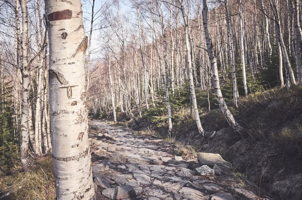 Nahaufnahme einer Birke in einem Bergwald. — Stockfoto