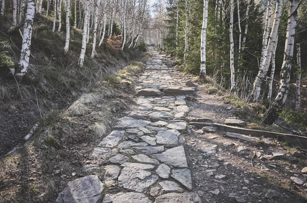 Stezka pro pěší turistiku v horském lese. — Stock fotografie