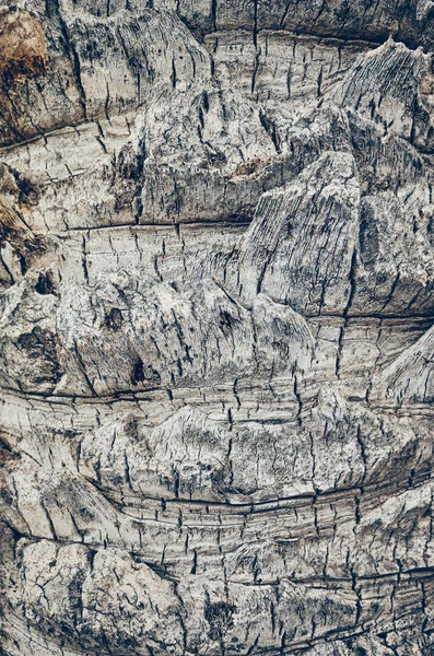 Palm tree trunk close up picture. — Stock Photo, Image