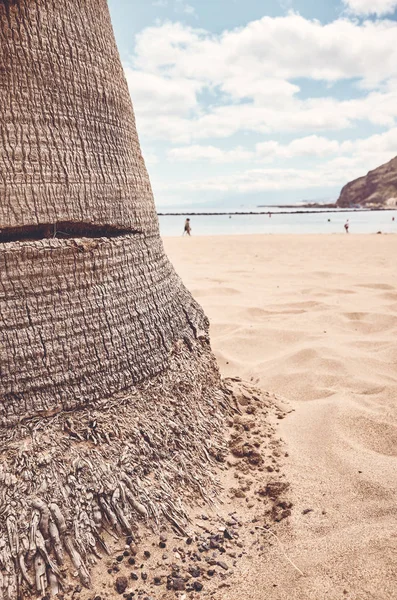 Κορμός παλάμης σε παραλία, Τενερίφη, Ισπανία. — Φωτογραφία Αρχείου