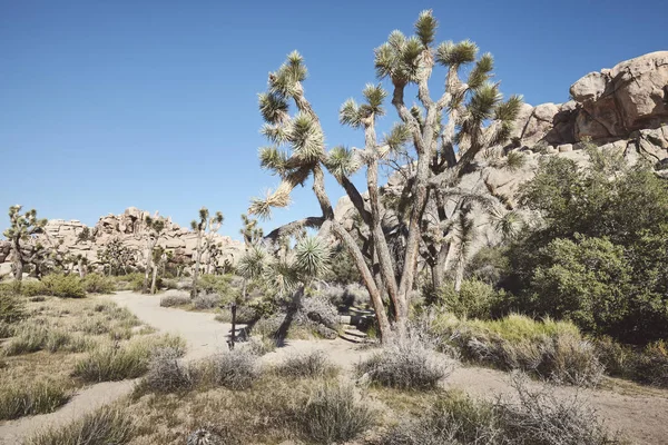 Joshua tree nationalpark landschaft, kalifornien, amerika. — Stockfoto