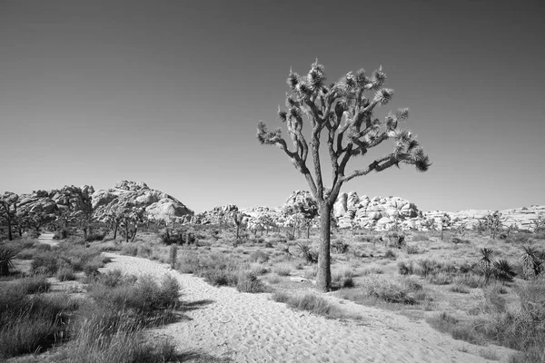 Joshua tree nationalpark landschaft, kalifornien, amerika. — Stockfoto