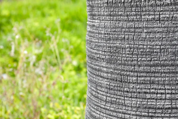Palmera tronco con hierba borrosa en el fondo . —  Fotos de Stock