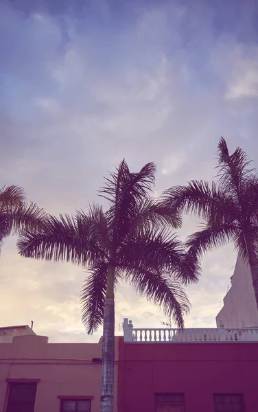 Když se na západ slunce dívá na palmy, siluety. — Stock fotografie