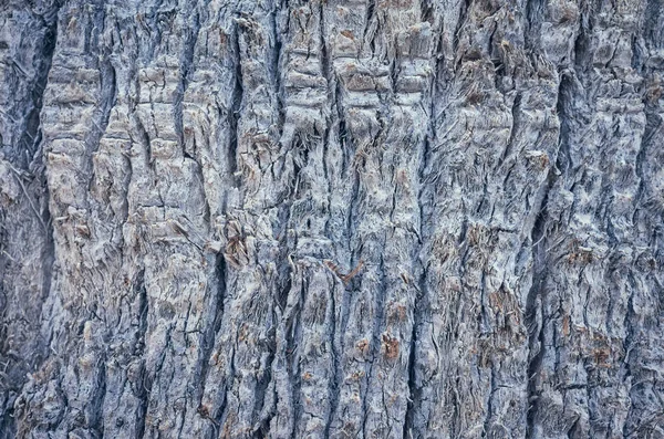 Tronco di palma, sfondo astratto naturale o texture . — Foto Stock