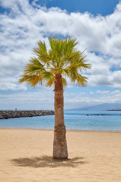 Playa de Las Teresitas plajında palmiye ağacı, Tenerife, İspanya. — Stok fotoğraf