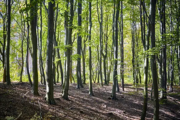 Bild av en tät skog på morgonen — Stockfoto