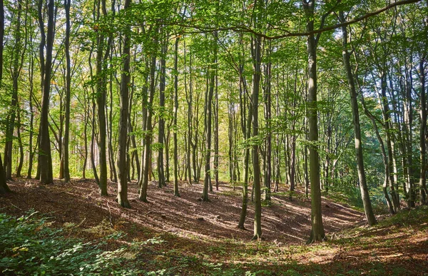 Imagen de un bosque denso por la mañana — Foto de Stock