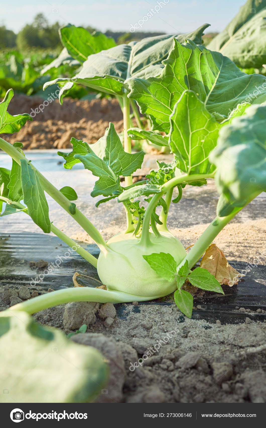Young Kohlrabi On Organic Farm Field Patch Covered With Plastic