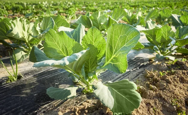 Photo d'un chou dans un champ de ferme biologique avec des parcelles couvertes — Photo