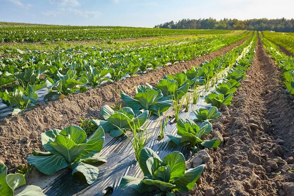 Imagem de um campo agrícola orgânico com manchas cobertas com plast — Fotografia de Stock