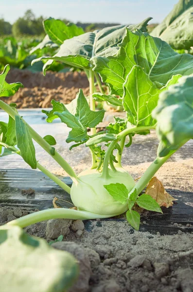 Młody kohlrabi na polu ekologicznym, pokryty plastikiem — Zdjęcie stockowe