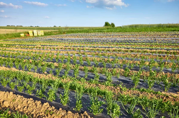 Paysage agricole avec céleri et ciboulette au coucher du soleil . — Photo