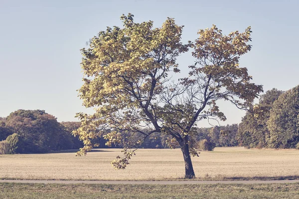 Retro gestemde foto van een eenzame boom door een pad — Stockfoto