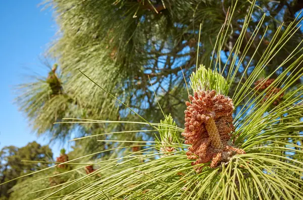 Κλείστε την εικόνα του πεύκου (Pinus Canari). — Φωτογραφία Αρχείου