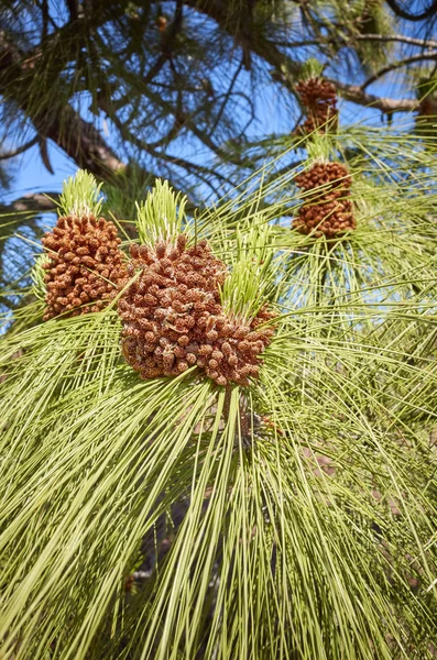 Κλείστε την εικόνα του πεύκου (Pinus Canari). — Φωτογραφία Αρχείου