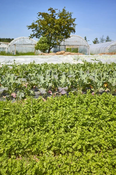 Ekologisk grönsaksodling med växthus i avstånd. — Stockfoto
