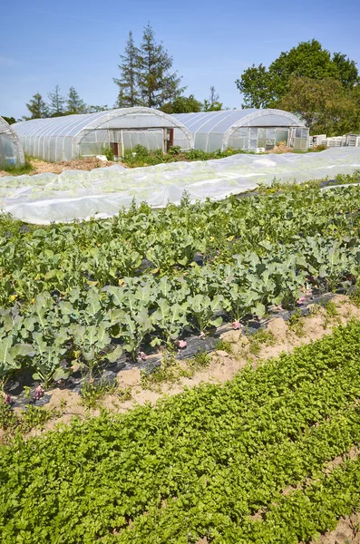 Granja hortícola ecológica con invernaderos a distancia . —  Fotos de Stock