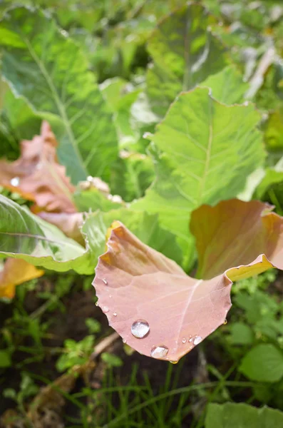 Image rapprochée de gouttes d'eau sur une feuille . — Photo