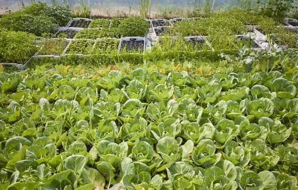 Wnętrze szklarni z organicznymi warzywami. — Zdjęcie stockowe