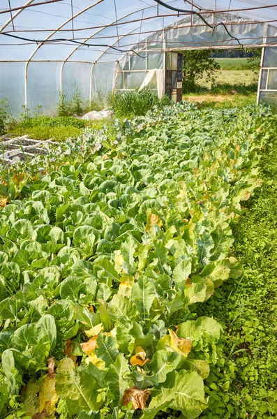 Interiör av ett växthus med ekologiska grönsaker. — Stockfoto
