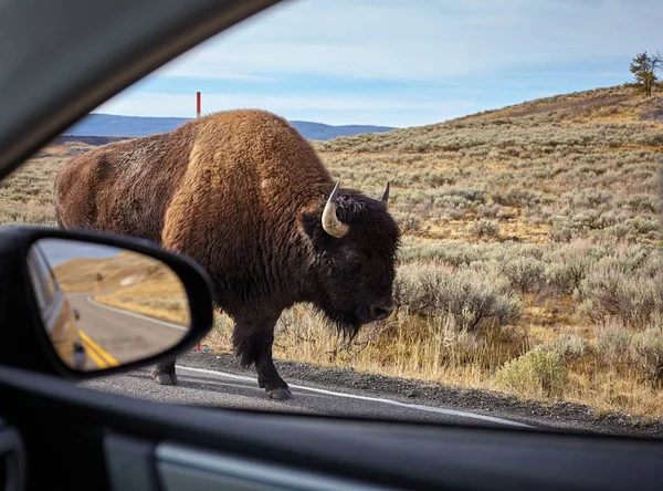 Encuentro con un bisonte americano (bisonte bisonte) en una carretera, Wyomin —  Fotos de Stock