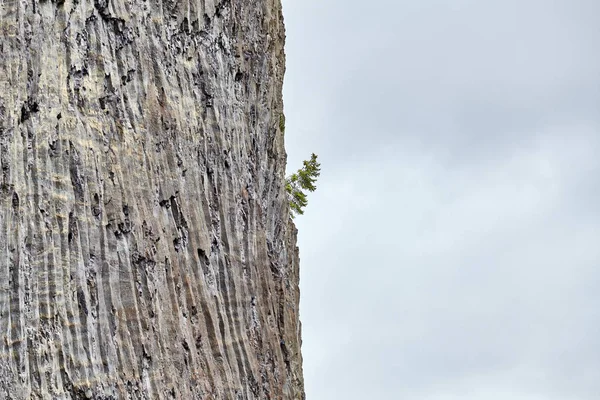 Albero solitario su una scogliera nel Parco Nazionale di Yellowstone, USA . — Foto Stock