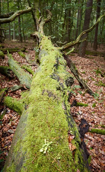 Vieil arbre tombé couvert de mousse dans une forêt sombre et dense . — Photo