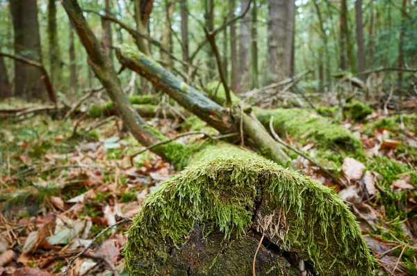 Starý padlý kláda pokrytý mechem v tmavém lese. — Stock fotografie