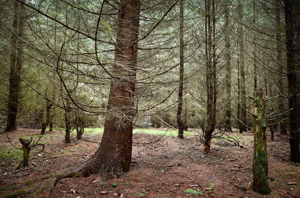 Tät mörk skog i början av hösten. — Stockfoto