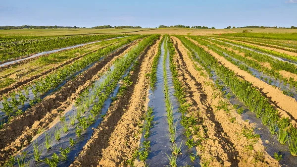 Campo agrícola orgânico com manchas cobertas com cobertura de plástico . — Fotografia de Stock