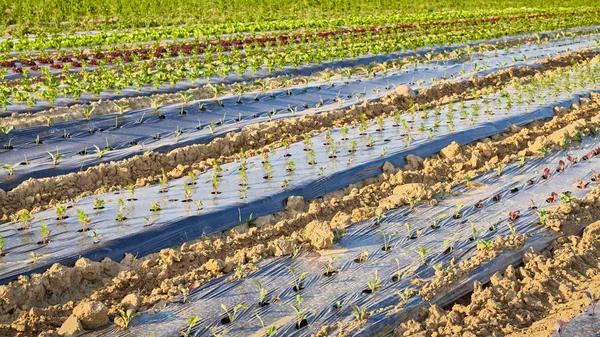Campo agrícola orgânico com manchas cobertas com cobertura de plástico . — Fotografia de Stock