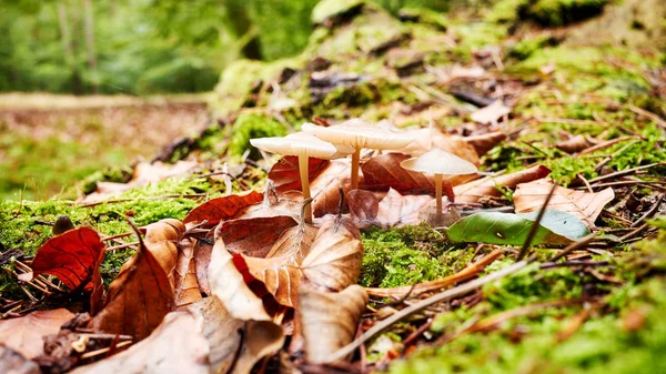 Lesní podlaha s houbami na podzim. — Stock fotografie