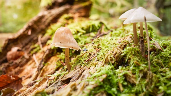 Forest floor with mushrooms in the autumn. — Stock Photo, Image
