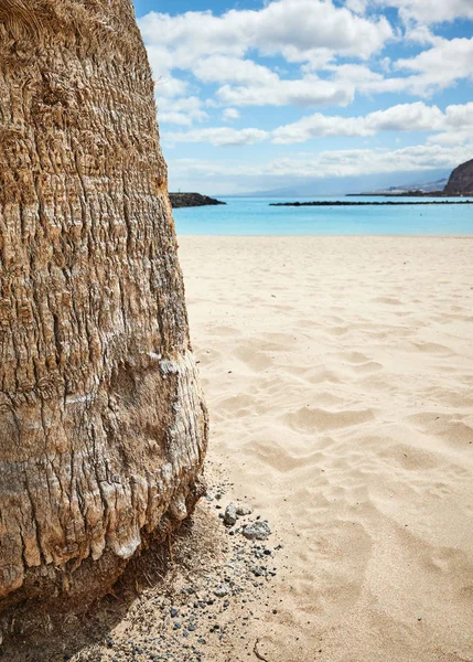 Imagen de cerca de un tronco de palmera en una playa . — Foto de Stock