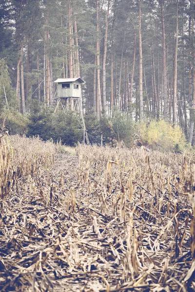 Hjortjakt predikstol vid kanten av skogen och majsfält. — Stockfoto