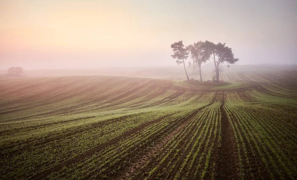 Escénico amanecer brumoso en un campo — Foto de Stock