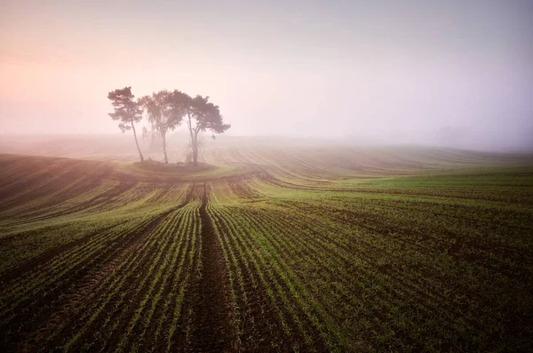 Alba nebbiosa scenica su un campo — Foto Stock