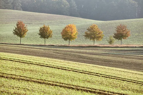 Autumn landscape with trees by a field in the morning. — Stock Photo, Image