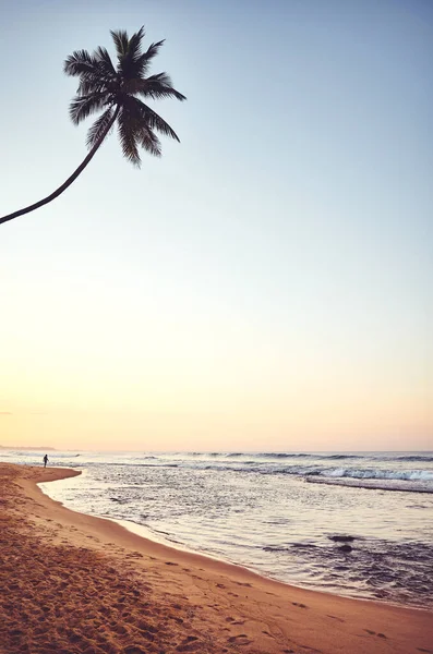 Tropical Beach Coconut Palm Tree Sunrise Color Toning Applied Sri — Stock Photo, Image