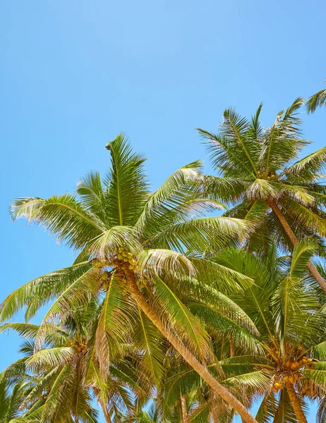 Kokospalmen Gegen Den Blauen Himmel — Stockfoto