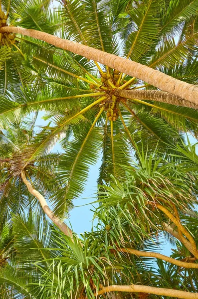 Coconut Palm Trees Blue Sky — Stock Photo, Image