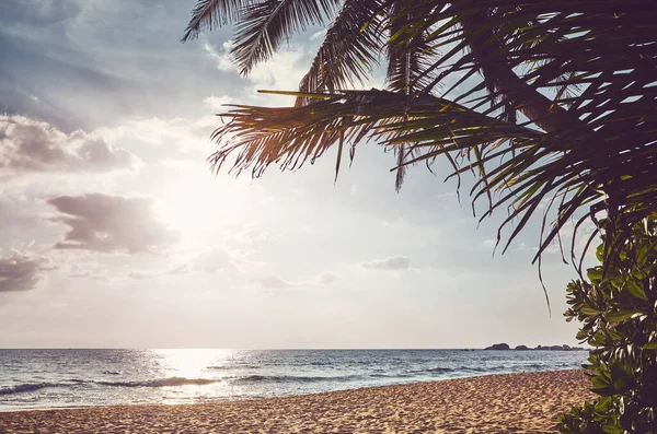 Τροπική Παραλία Φύλλα Φοίνικα Στο Ηλιοβασίλεμα Χρωματική Τόνωση — Φωτογραφία Αρχείου