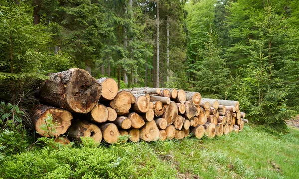 Los Troncos Tronco Amontonan Bosque — Foto de Stock