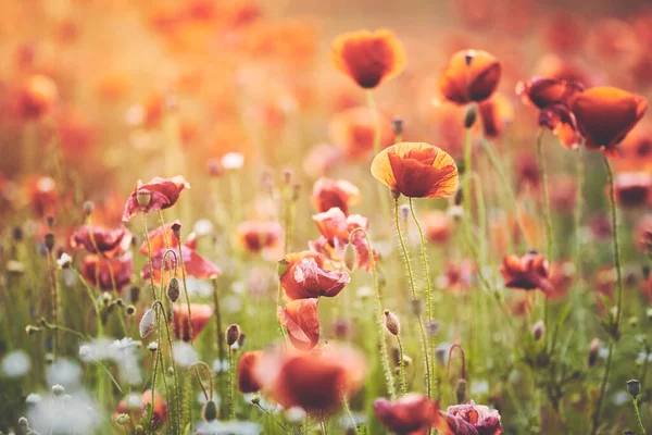 Gebied Van Papaver Bloemen Bij Zonsondergang Selectieve Focus Kleur Toning — Stockfoto