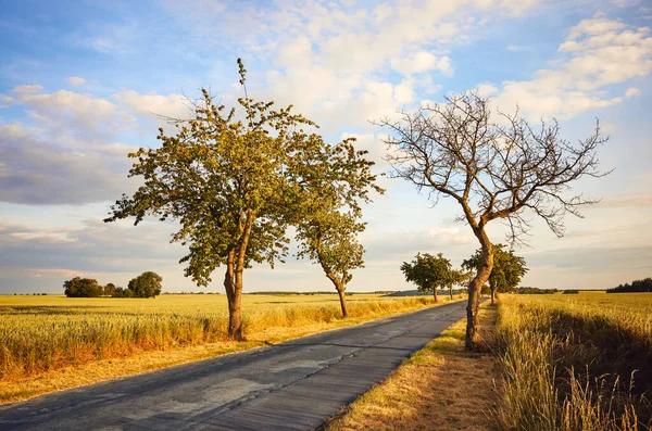 Plattelandsweg Tussen Akkers Bij Zonsondergang — Stockfoto