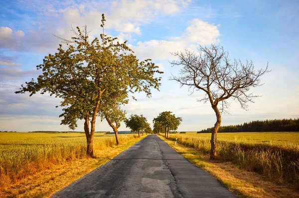 Plattelandsweg Tussen Akkers Bij Zonsondergang — Stockfoto